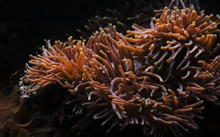 Картинка кораллы, море, подводный мир, анемоны, океан, природа, глубина