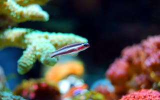 Картинка рыба, кораллы, аквариум, подводный мир, океан, цвета, животные