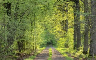Картинка лес, природа, дорога, зелень, освещение, пейзаж, весна