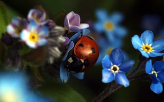 Картинка божья коровка, цветы, природа, макро, синий, красный, растения, весна