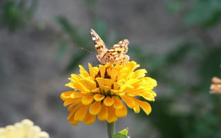 Картинка бабочка, цветок, желтый, природа, лето, красота, полет