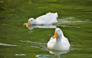 Картинка утки, вода, природа, пейзаж, животные, лето, спокойствие