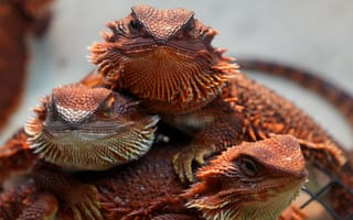 Картинка ящерицы, рептилии, питомцы, природа, животные, красота, цвета
