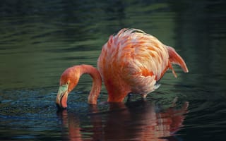 Картинка фламинго, птица, вода, природа, розовый, отражение, животное
