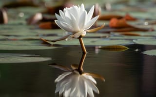 Картинка водяная лилия, цветок, природа, отражение, водоем, спокойствие, лето