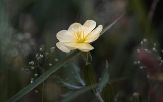 Картинка цветок, природа, желтый, растение, лето, красота, фото