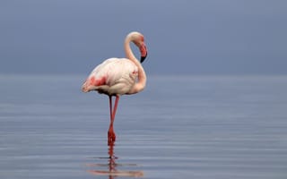Картинка фламинго, птица, вода, природа, отражение, красота, ландшафт