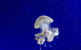 Картинка медуза, океан, глубина, синий, природа, водный мир, красота