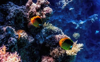 Картинка рыбы, кораллы, океан, подводный мир, природа, глубина, экзотика