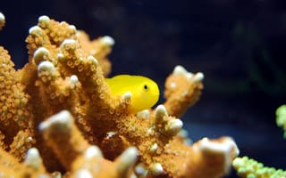 Картинка рыба, кораллы, подводный мир, океан, жизнь, желтая, экзотика, природа