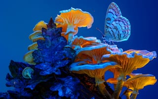 Картинка грибы, бабочка, природа, синий, фото, обои, растения, микромир