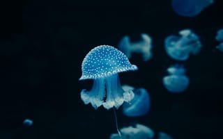Картинка медуза, океан, глубина, синий, красота, животные, подводный мир