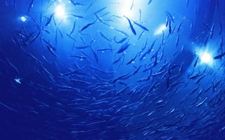 Картинка рыбы, океан, глубина, свет, вода, подводный мир, синий