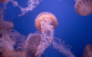 Картинка медузы, океан, глубина, вода, природа, синий, животные