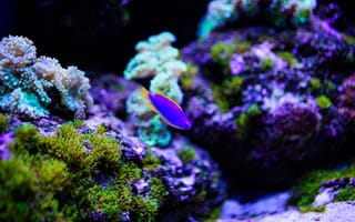 Картинка рыба, аквариум, кораллы, подводный мир, океан, цвета, природа