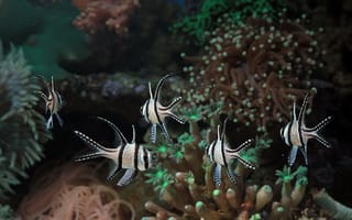 Картинка рыбы, океан, подводный мир, кораллы, морская жизнь, аквариум, природа