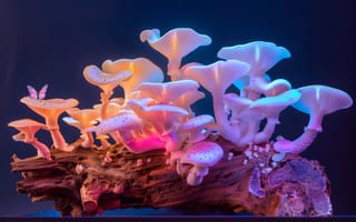 Картинка грибы, природа, фантазия, свет, цветы, дерево, микромир
