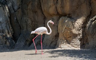 Картинка фламинго, птица, природа, животные, пейзаж, лето, экзотика
