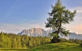 Картинка горы, природа, дерево, пейзаж, лес, небо, отдых