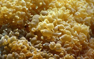 Картинка кораллы, море, подводный мир, природа, жизнь, океан, текстура
