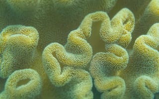 Картинка кораллы, море, подводный мир, природа, текстура, океан, жизнь