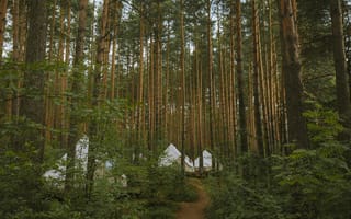 Картинка лес, кемпинг, природа, палатки, пейзаж, отдых, путешествие
