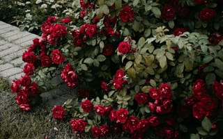 Картинка розы, цветы, сад, природа, красный, зелень, пейзаж