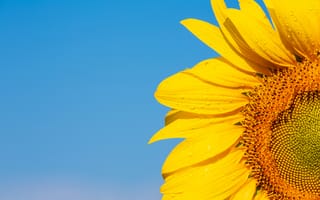 Картинка подсолнух, цветок, лето, природа, синий, яркий, красота