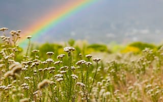 Картинка радуга, пейзаж, цветы, природа, зелень, лето, красота