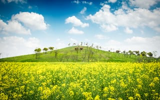 Картинка пейзаж, цветы, небо, природа, холм, жёлтый, облака, лето, зелень, солнце