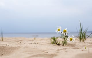 Картинка цветы, песок, природа, море, лето, пейзаж, ромашки