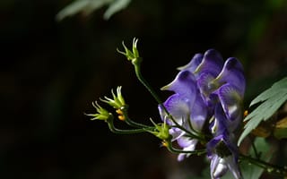 Картинка цветы, природа, фиолетовый, растение, красота, фото, обои