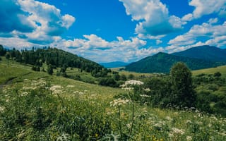Картинка природа, пейзаж, горы, небо, цветы, лето, зелень