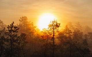 Картинка закат, лес, природа, деревья, туман, солнце, пейзаж