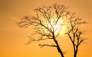 Картинка дерево, закат, солнце, природа, силиуэт, осень, пейзаж