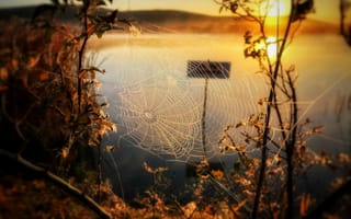 Картинка паутинка, рассвет, природа, озеро, осень, свет, растения