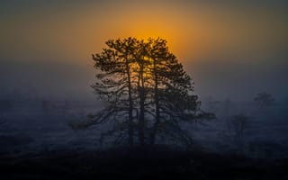 Картинка закат, деревья, туман, природа, пейзаж, мгла, свет