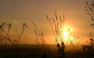 Картинка закат, природа, туман, трава, солнце, пейзаж, спокойствие