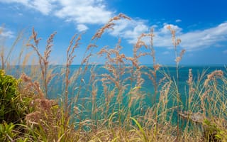 Картинка море, природа, трава, небо, пейзаж, лето, отдых