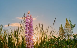 Картинка цветы, закат, природа, лепестки, пейзаж, лето, красота