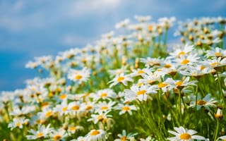 Картинка цветы, ромашки, природа, небо, лето, пейзаж, зелень