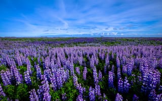 Картинка пейзаж, цветы, лепестки, небо, природа, фиолетовый, лето, поле