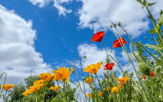 Картинка цветы, небо, пейзаж, лето, природа, яркие, красивые