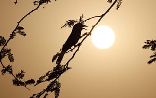 Картинка птица, закат, силуэт, природа, дерево, солнце, небо, мир, тишина
