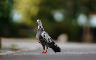 Картинка птица, голубь, природа, город, уличная фотография, животные, пейзаж
