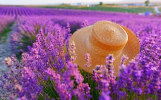 Картинка лаванда, цветы, шляпа, пейзаж, природа, лето, фото