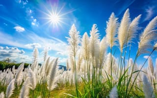 Картинка пейзаж, небо, трава, солнце, цветы, природа, лето