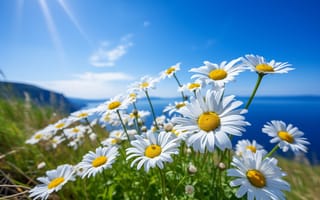Картинка цветы, ромашки, природа, небо, лето, пейзаж, солнце