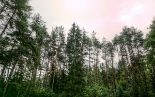 Картинка лес, деревья, природа, пейзаж, зелень, небо, освещение