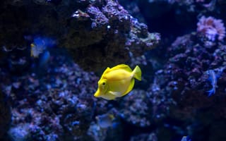 Картинка рыба, аквариум, подводный мир, жизнь, океан, желтая, природа, красота